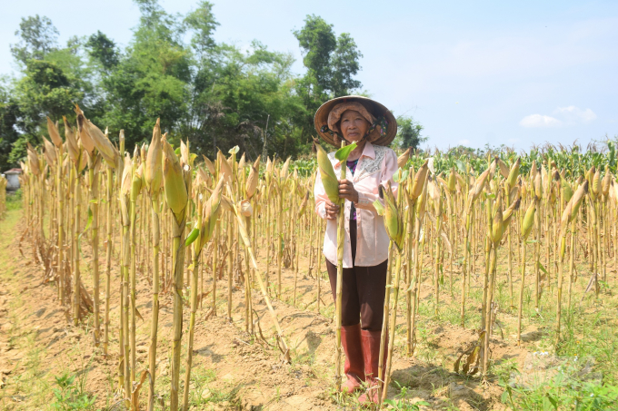 Nông dân thôn Vinh Kiên chuyển đổi cơ cấu cây trồng cho hiệu quả cao gấp mấy lần sản xuất lúa. Ảnh: Vũ Đình Thung.