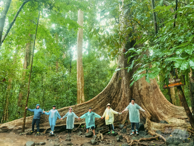 Vùng chiến khu Đ được bao trùm bởi rừng nguyên sinh á nhiệt đới, cây hỗn giao, nhiều tầng mọc dày đặc. Ảnh: MV.