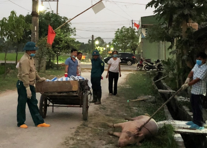 DTLCP tại Hà Tĩnh đang bùng phát diện rộng, khó kiểm soát. 