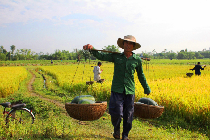 Cứ vào mỗi buổi sáng, khắp các cánh đồng ở huyện Phú Ninh (Quảng Nam) người nông dân tất bật ra đồng để thu hoạch dưa hấu. Ảnh: L.K.