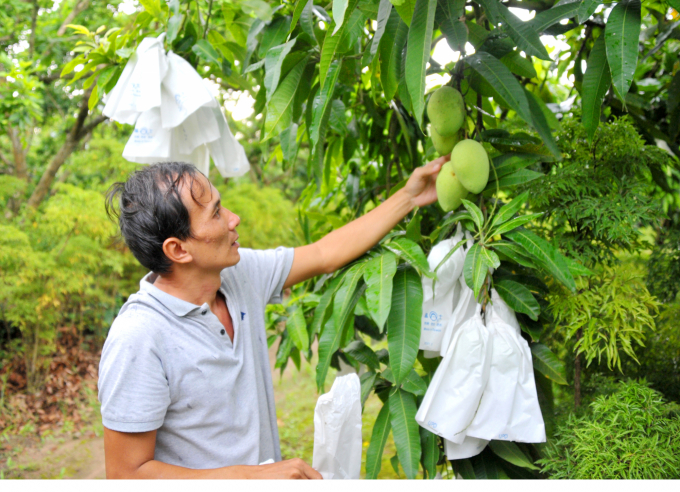 Hiện nay hơn 60% nhà vườn trồng xoài ở An Giang áp dụng kỹ thuật bao trái, giúp trái xoài nâng cao chất lượng. Ảnh: Lê Hoàng Vũ.