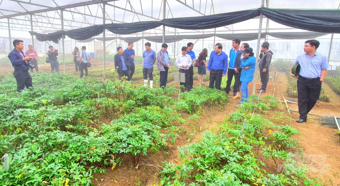 Lãnh đạo UBND tỉnh Bình Định thăm vườn ươm cây dược liệu của Bidiphar tại An Toàn. Ảnh: Vũ Đình Thung.