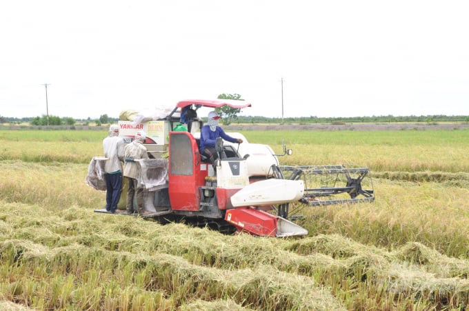 Sản xuất lúa gạo trên cánh đồng lớn ở ĐBSCL. Ảnh: HĐ.