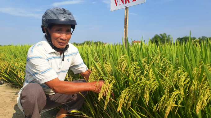 Lúa VNR 20 cho năng suất cao tại Quảng Nam, được nông dân đánh giá cao và tin tưởng lựa chọn canh tác. Ảnh: L.K.