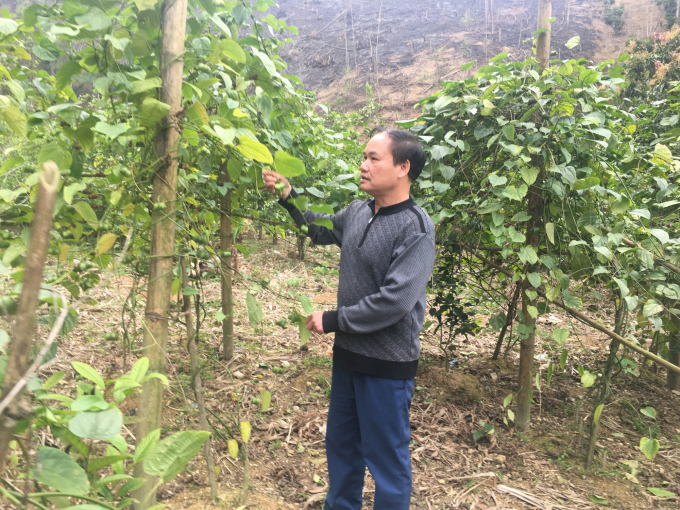 Cây sachi mới được du nhập vào trồng tại một số HTX trồng cây dược liệu tại huyện Võ Nhai (Thái Nguyên). Ảnh: Đ.V.T.