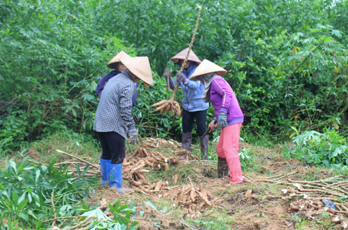 Sắn là loại cây trồng giúp xóa đói, giảm nghèo cho người dân. Ảnh: MP.