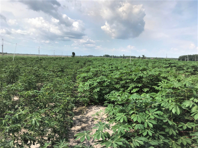 Giống sắn HN3 (phía bên phải) trồng tại Tây Ninh đã chứng minh được khả năng kháng bệnh khảm lá sắn (so với đối chứng ở bên trái). Ảnh: TL. 