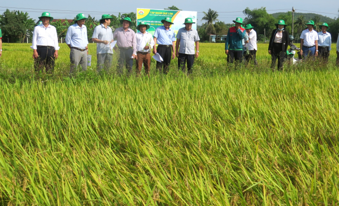 Mô hình sản xuất lúa theo hướng hữu cơ Quế Lâm tại xã Hòa Mỹ Tây (huyện Tây Hòa, Phú Yên). Ảnh: MHN.