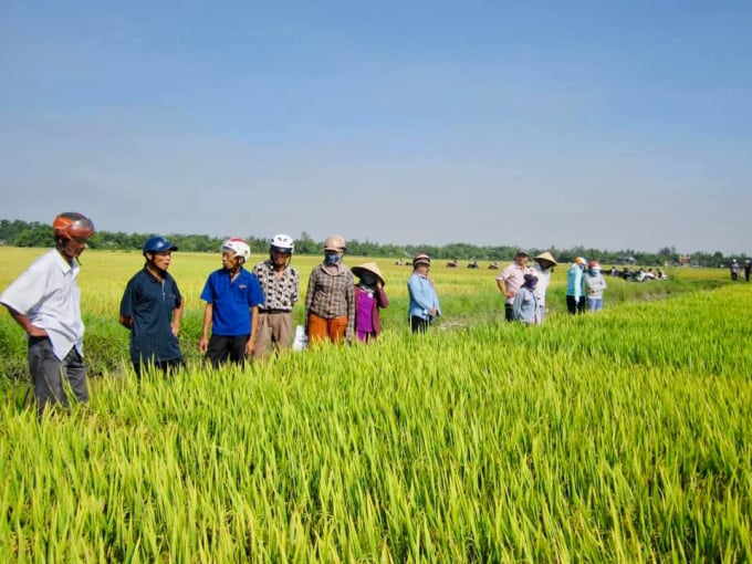 Giống lúa HG12 được nông dân đánh giá cao, là giống lúa mới có triển vọng về năng suất, khả năng chống chịu ở Thừa Thiên - Huế. Ảnh: T.T.