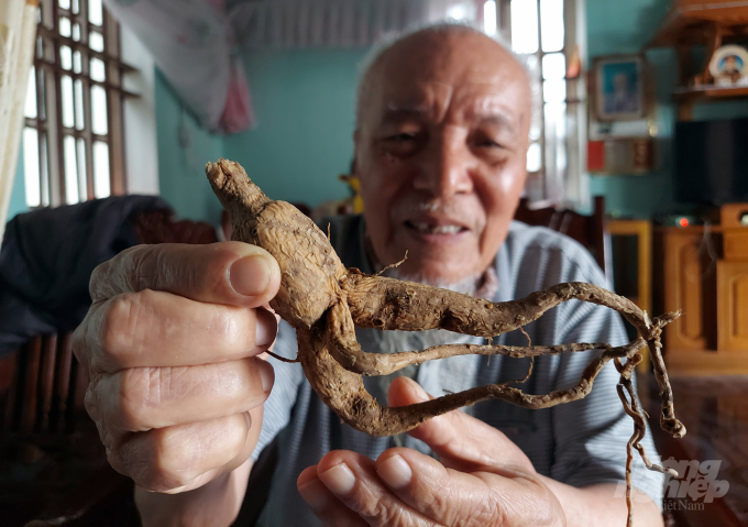 Cụ Trịnh thế Trung, 94 tuổi, con cháu đời thứ 13 dòng họ Trịnh, một giáo viên nghỉ hưu, làm nghề bốc thuốc có lẽ là người am tường nhất về sâm Báo. Ảnh: Võ Dũng.
