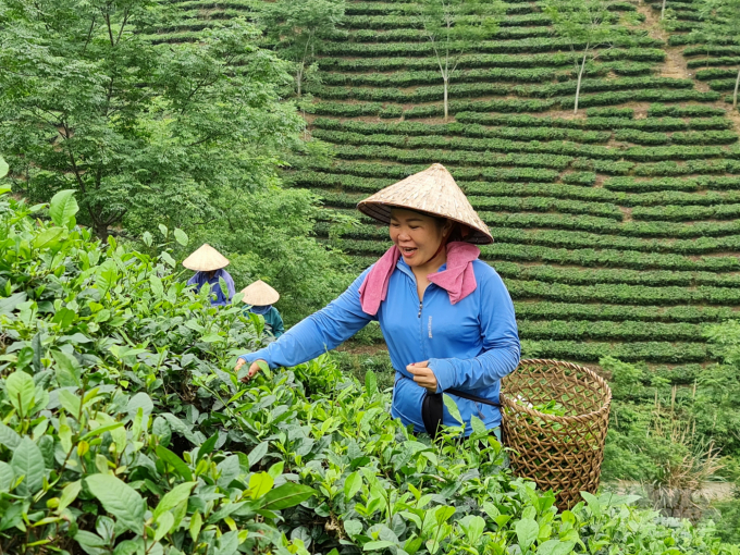 Cây chè trở thành cây trồng mang lại cuộc sống ổn định cho người dân vùng ATK Sơn Dương. Ảnh: Đào Thanh.