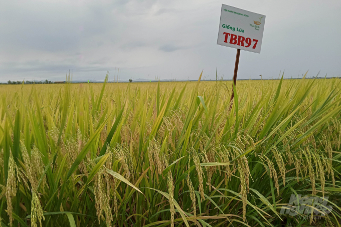 Năng suất thu hoạch dự kiến của giốn lúa TBR97 từ 62 - 65 tạ/ha. Ảnh: CĐ.