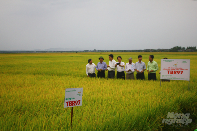 Các đại biểu tham quan mô hình khảo nghiệm giống lúa TBR97 tại HTX Đặng Xá. Ảnh: CĐ.