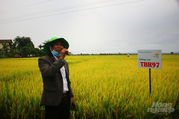Nhiều nông dân Quảng Trị đánh giá cao giống lúa TBR97. Ảnh: CĐ.