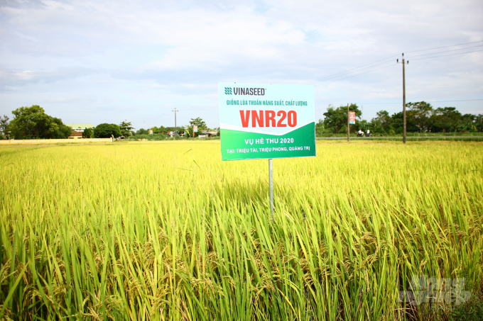 Giống VNR20 của Vinaseed Group được nhiều HTX ở Quảng Trị đưa vào trồng khảo nghiệm. Ảnh: Công Điền.