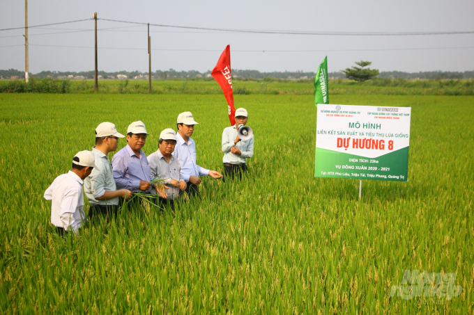 Các đại biểu tham quan mô hình trồng lúa Dự Hương 8 tại HTX Phú Liêu. Ảnh: Công Điền.
