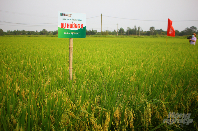Giống lúa Dự Hương 8 có nhiều ưu điểm so với các giống lúa khác được trồng ở đồng đất Quảng Trị. Ảnh: Công Điền. 