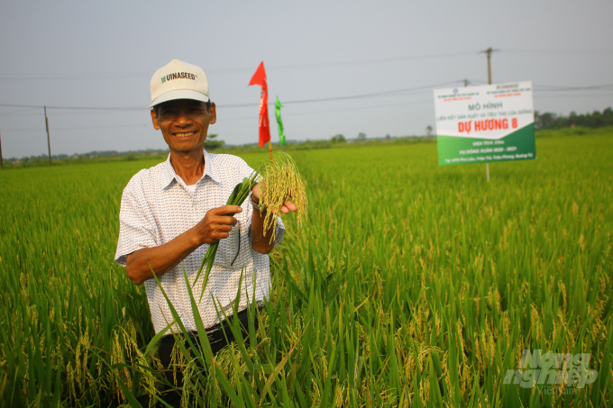Ông Nguyễn Văn Hải, Giám đốc HTX Phú Liêu khẳng định giống lúa Dự Hương 8 có nhiều ưu điểm. Ảnh: Công Điền.
