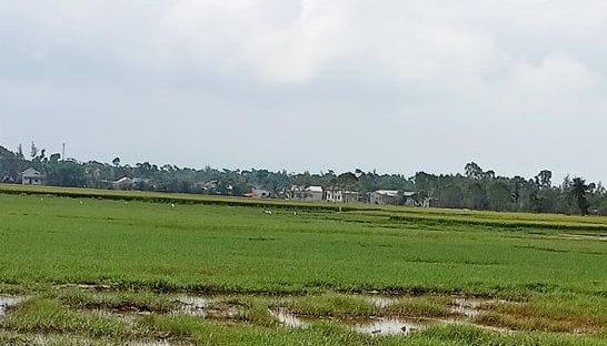 Vụ đông xuân năm nay nhiều diện tích sản xuất nông nghiệp của người dân ở thị trấn Phú Đa vẫn đang bị bỏ hoang vì không chủ động được nguồn nước. Ảnh: Tiến Thành.