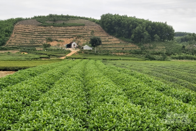 Quá trình sắp xếp, đổi mới tại các công ty nông, lâm nghiệp trên địa bàn Nghệ An gặp nhiều khó khăn. Ảnh: Việt Khánh.