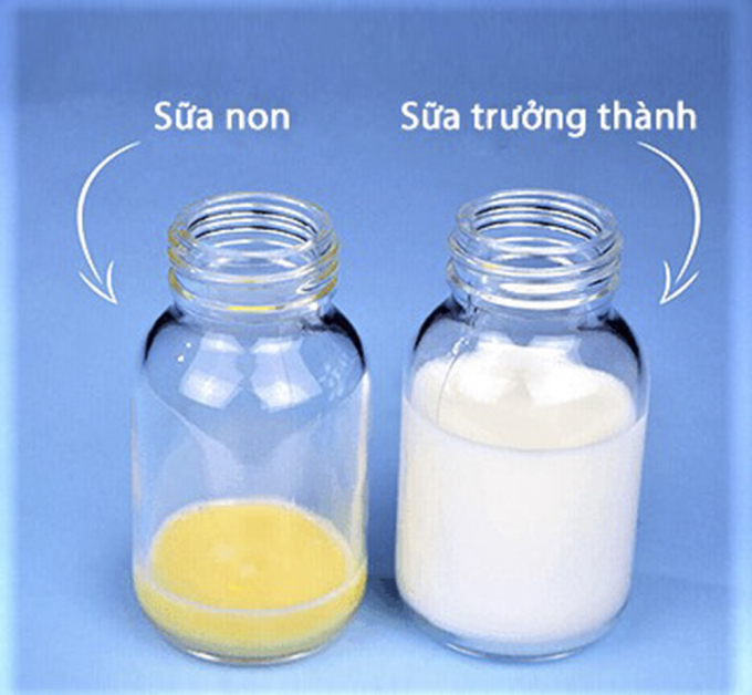 Sữa non cho trẻ cũng được coi là một dạng sữa mẹ đặc biệt, có độ đặc hơn sữa thông thường và có màu vàng đậm. Ảnh: MV.