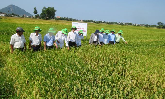 Các giống lúa TBR của ThaiBinh Seed trên các cánh đồng mẫu lớn liên kết tại Phú Yên đạt năng suất 90 tạ/ha. Ảnh: Hoài Nam.