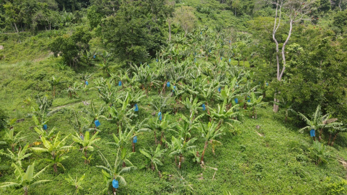 Nông trại trồng chuối già Nam Mỹ nằm ở núi Tà Rục, huyện Cam Lâm (Khánh Hòa). Ảnh: KS.
