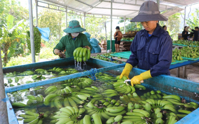 Chuối sau khi thu hoạch được rã nhánh rồi ngâm trong nước muối nhằm diệt khuẩn. Ảnh: MH.