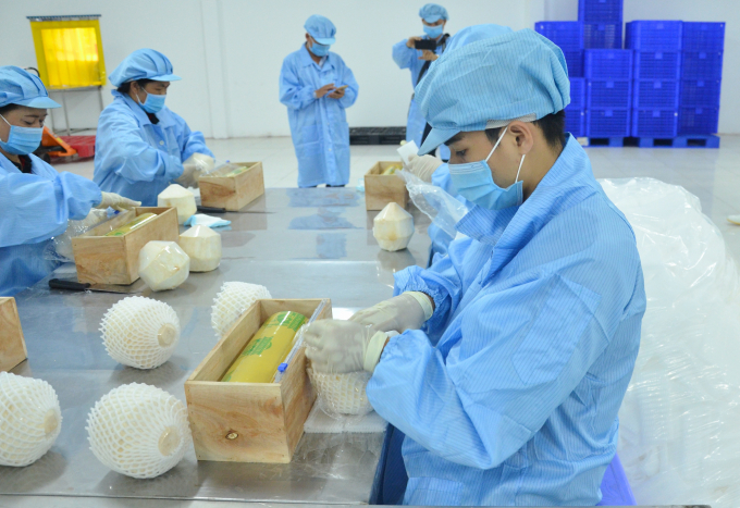 Xuất khẩu chính ngạch sang thị trường Trung Quốc sẽ mở ra cơ hội rất lớn cho trái dừa Việt Nam.