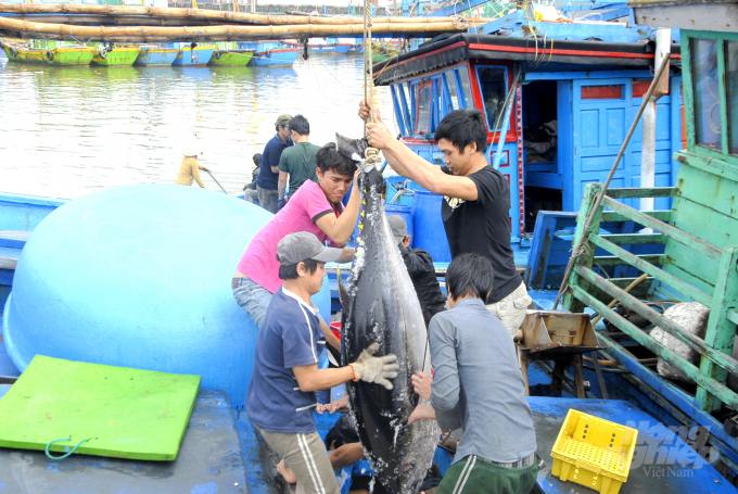 Chất lượng cá ngừ đại dương ở Bình Định ngày càng được nâng cao nhờ ứng dụng công nghệ do Nhật Bản chuyển giao. Ảnh: Vũ Đình Thung.