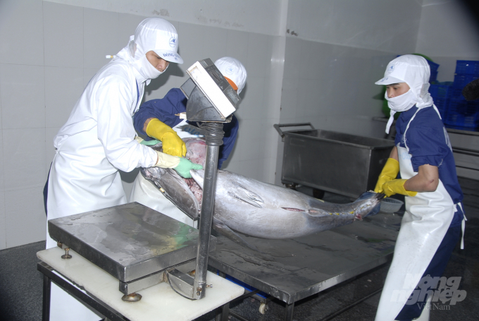Chế biến cá ngừ đại dương xuất khẩu tại Bình Định. Ảnh: Vũ Đình Thung.