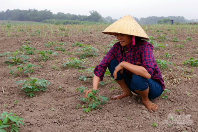 Thanh Hóa hiện có trên 2,8 nghìn ha nhiễm bệnh khảm lá sắn và đang có nguy cơ lây lan ra diện rộng. Ảnh: Võ Dũng.