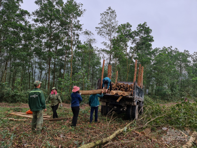 Thực hiện có hiệu quả công tác bảo vệ rừng tự nhiên và phát triển rừng sản xuất, Tuyên Quang trở thành tỉnh đứng thứ 3 cả nước về tỷ lệ che phủ rừng. Ảnh: Đào Thanh.