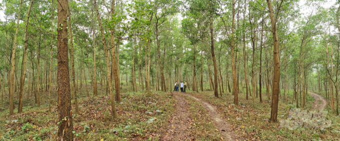 Những cánh rừng gỗ lớn trên đỉnh núi Bầu của huyện Sơn Dương. Ảnh: Đào Thanh.