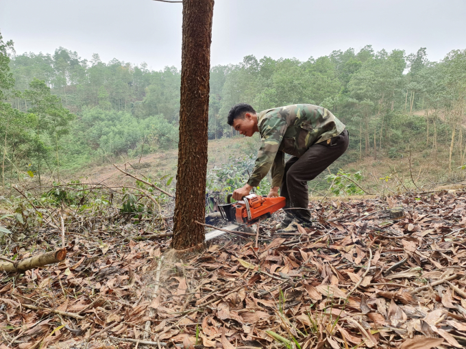 Từ trồng rừng, nhiều hộ dân ở Tuyên Quang đã có cuộc sống ấm no. Ảnh: Đào Thanh.
