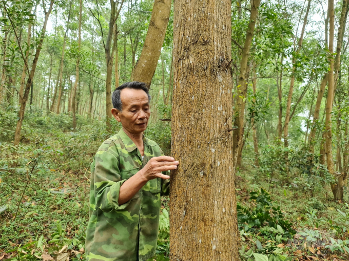 Khu rừng được cấp chứng chỉ FSC của gia đình ông Phạm Đức Thắng. Ảnh: Đào Thanh.