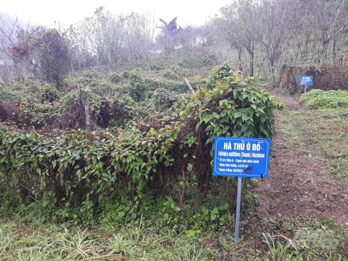 Điều kiện khí hậu, thổ nhưỡng ở xã vùng cao Mường Lống, Kỳ Sơn hoàn toàn phù hợp để trồng cây dược liệu. Ảnh: Việt Khánh.
