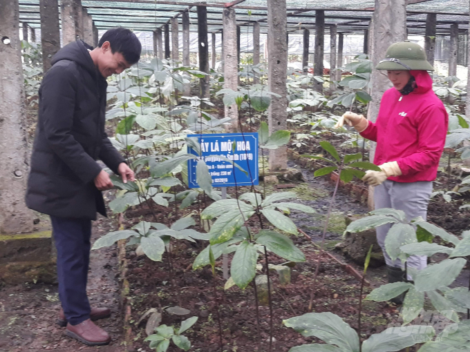 Mô hình của Tập đoàn TH tại Mường Lống đang mang lại tín hiệu tích cực. Ảnh: Việt Khánh.