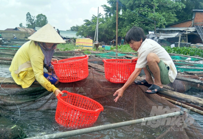 Ông Nguyễn Văn Hùng và bà con ở Bến Kéo căng mình cứu cá. Ảnh: Trần Trung.