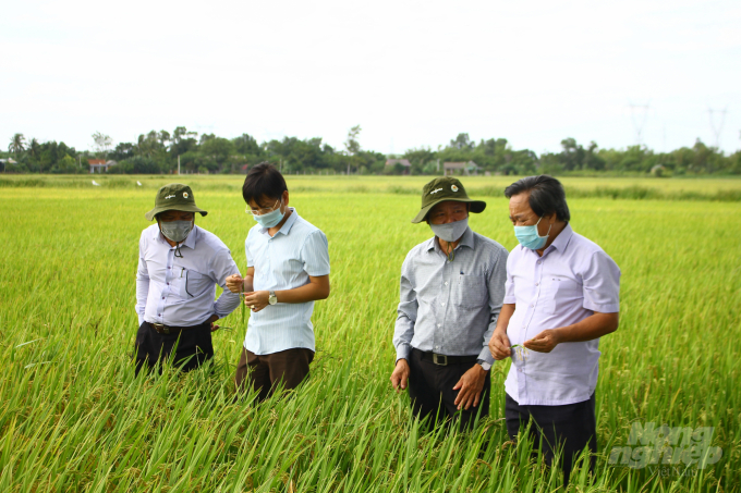 Tỉnh Quảng Trị đang xây dựng thương hiệu sản phẩm gạo sạch, gạo hữu cơ để xuất khẩu. Ảnh: Công Điền.