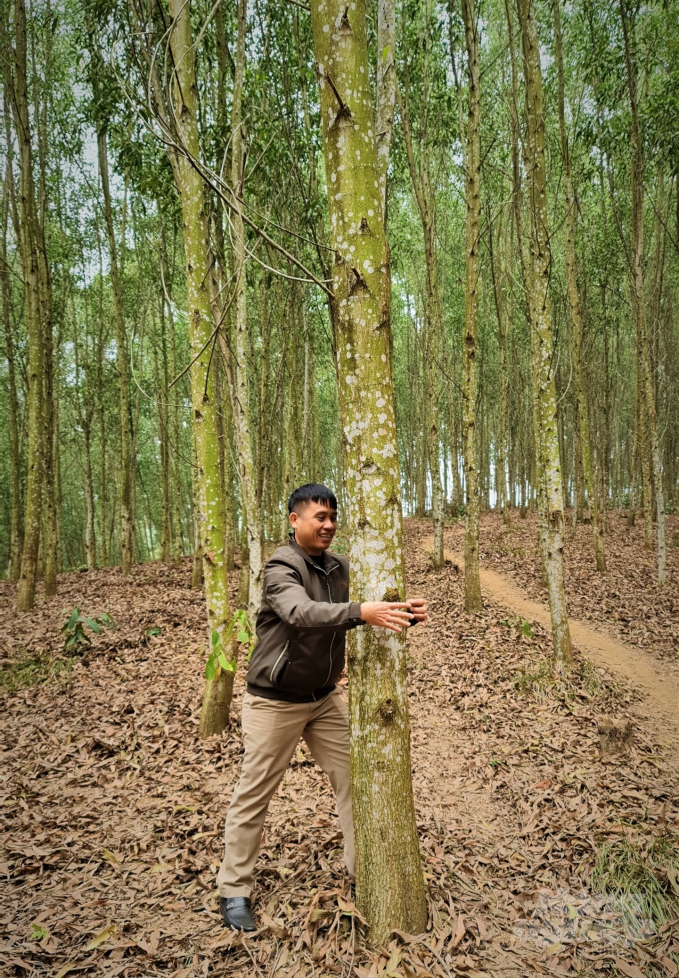 Khu rừng FSC của HTX dịch vụ sản xuất nông lâm nghiệp Tiến Huy do ông Vũ Văn Hòe làm Phó Giám đốc. Ảnh: Đào Thanh.