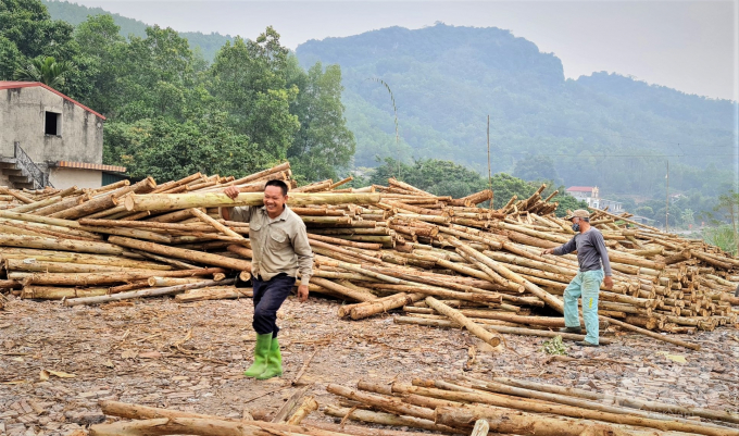 Trồng rừng gỗ FSC đã giải quyết việc làm cho hàng nghìn lao động của xã Tiến Bộ. Ảnh: Đào Thanh.