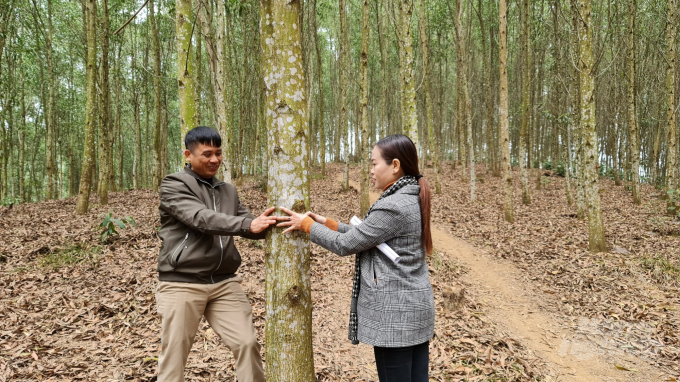 Rừng FSC ở xã Tiến Bộ, huyện Yên Sơn được đánh giá đẹp và cho năng suất cao nhất tỉnh Tuyên Quang. Ảnh: Đào Thanh.