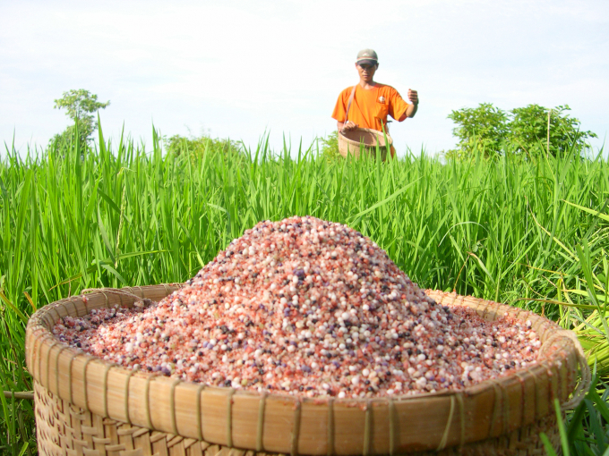 Hiện nay giá phân bón đang tăng gần cả 100 ngàn đồng/bao so với cùng kỳ năm rồi, gây khó khăn cho người nông dân. Ảnh: Lê Hoàng Vũ.