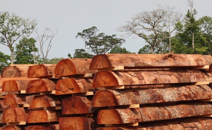 Phần lớn gỗ nhiệt đới nhập khẩu đến từ châu Phi. Ảnh: TL.
