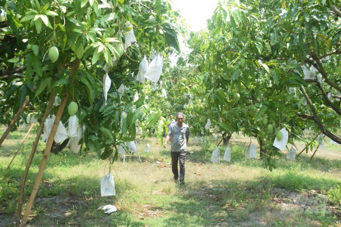 Xoài ở thôn Tân Hóa Nam, xã Cát Hanh (huyện Phù Cát, Bình Định) đang vào vụ thu hoạch, nhìn đâu cũng thấy những cây xoài cổ thụ lúc lỉu quả. Ảnh: Vũ Đình Thung.