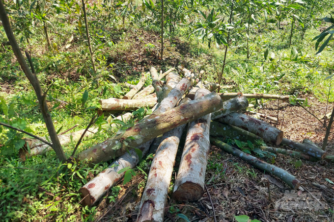 Một khối lượng gỗ Dẻ lớn chưa được vận chuyển ra ngoài do tuyến độc đạo bị nước sông Giăng dâng ngập. Ảnh: Võ Dũng.