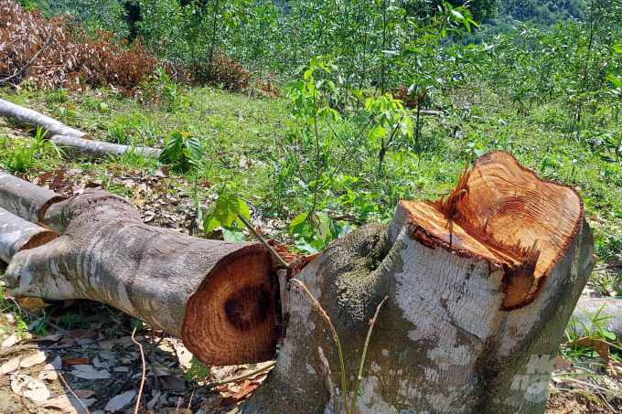 Hàng chục cây Dẻ bị đốn hạ nằm rải rác tại vùng bãi Cày, thuộc khu vực Đà Ngang. Ảnh: Võ Dũng.