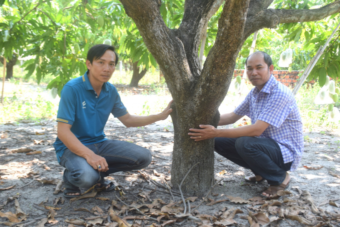 Cây xoài đã 20 năm tuổi trong vườn ông Nguyễn Văn Dũng vẫn đang cho quả rất sung mãn. Ảnh: Vũ Đình Thung.