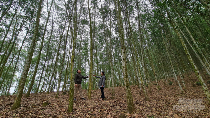 Rừng ở Tuyên Quang đã và đang góp phần tạo nên giá trị bền vững về môi trường, kinh tế - xã hội. Ảnh: Đào Thanh.